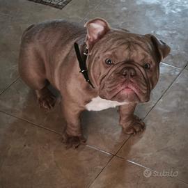American bully exotic