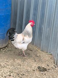 Sussex bianco columbia