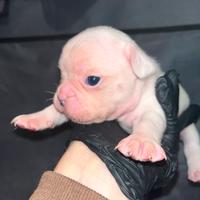 Bulldog francese esotico