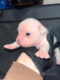 Bulldog francese esotico
