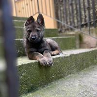 Lupo cecloslovacco