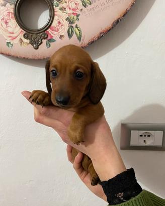 Bassotto nano tedesco