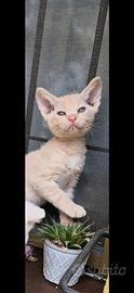 Gatto animali