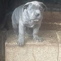Cuccioli di cane corso