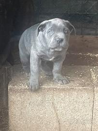 Cuccioli di cane corso