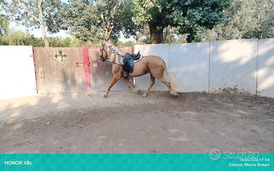 Cavallo andaluso