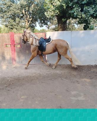 Cavallo andaluso