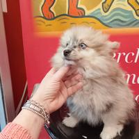 Spitz di Pomerania Merle Maschio