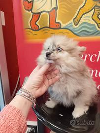 Spitz di Pomerania Merle Maschio