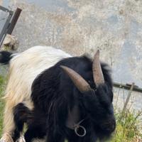 Becco tibetano