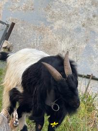 Becco tibetano