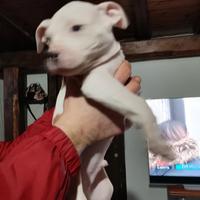Cuccioli di pitbull