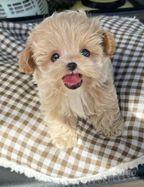 Maltipoo Mini Toy
