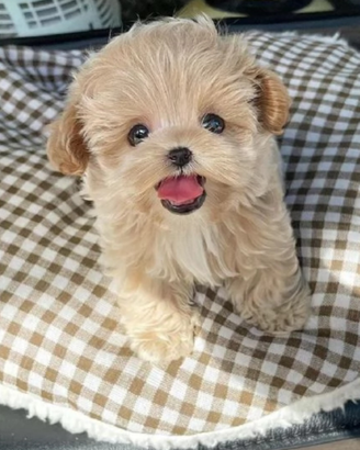 Maltipoo Mini Toy