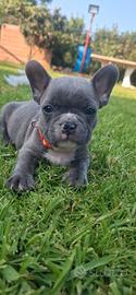 Bulldog francese