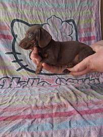 Cuccioli bassotto