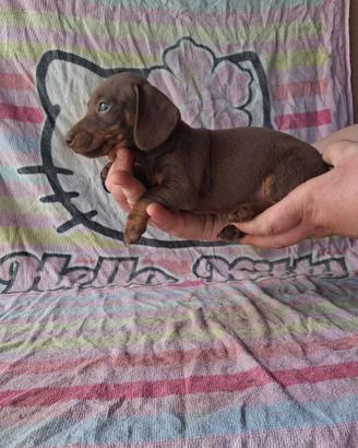 Cuccioli bassotto