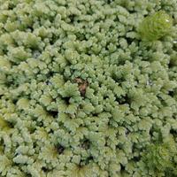 Azolla sp. piante Galleggianti LEGGERE DESCRIZIONE