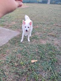 Cuccioli Volpino Tedesco / Spitz Bianchi (4 Mesi)