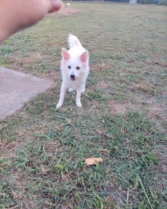 Cuccioli Volpino Tedesco / Spitz Bianchi (4 Mesi)