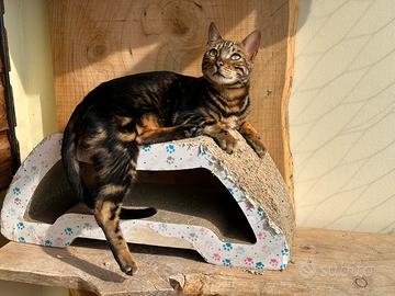 Gatto Bengala