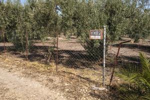 Terreno 10.000mq con uliveto e magazzino-Regalbuto