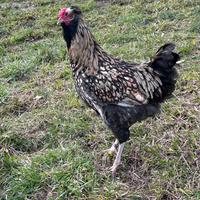 Tris pollastrini e gallina PADOVANA