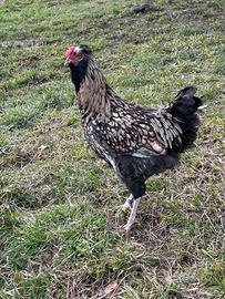 Tris pollastrini e gallina PADOVANA