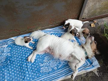 Jack Russell