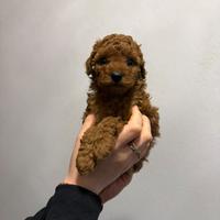 Cuccioli barboncino toy