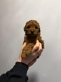 Cuccioli barboncino toy