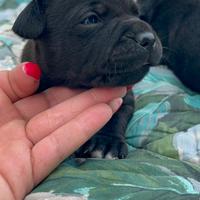 Staffordshire Bull Terrier