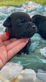 Staffordshire Bull Terrier