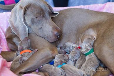 Cuccioli di Weimaraner