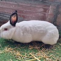 Conigli californiani