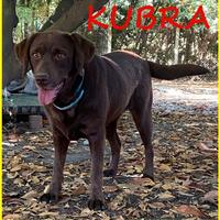 KUBRA stupenda labrador 4 anni cieca