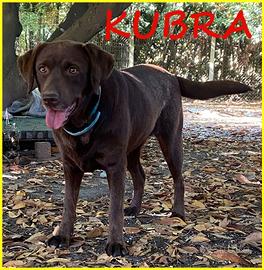 KUBRA stupenda labrador 4 anni cieca