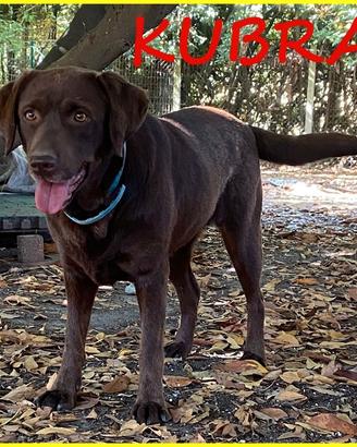 KUBRA stupenda labrador 4 anni cieca