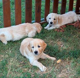 Golden Retriever cuccioli linea inglese