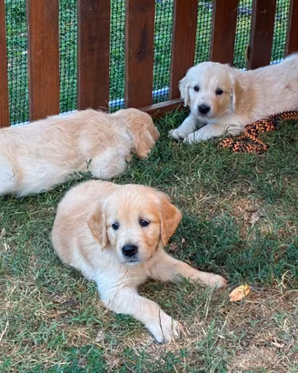 Golden Retriever cuccioli linea inglese