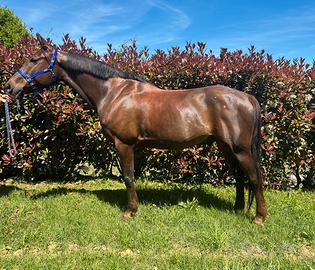 Cavallo arabo