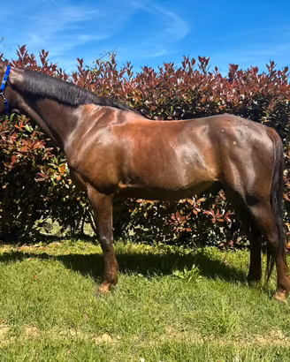 Cavallo arabo