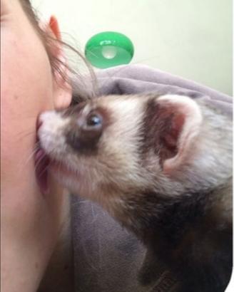 Furetti