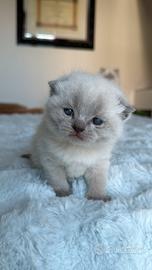 Cuccioli Scottish fold / straight Rimini