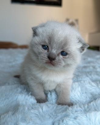 Cuccioli Scottish fold / straight Rimini
