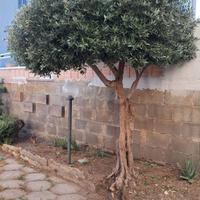 Olivo