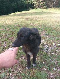 Cucciolo di pastore