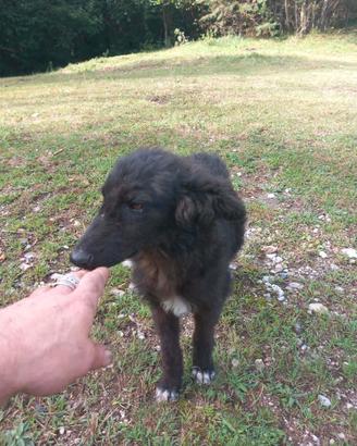 Cucciolo di pastore