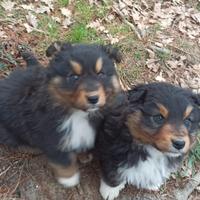 Cuccioli di Pastore Australiano