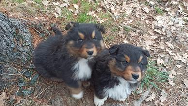 Cuccioli di Pastore Australiano